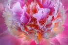 USA, Washington State, Seabeck. Peony blossom petals close-up. Art Print